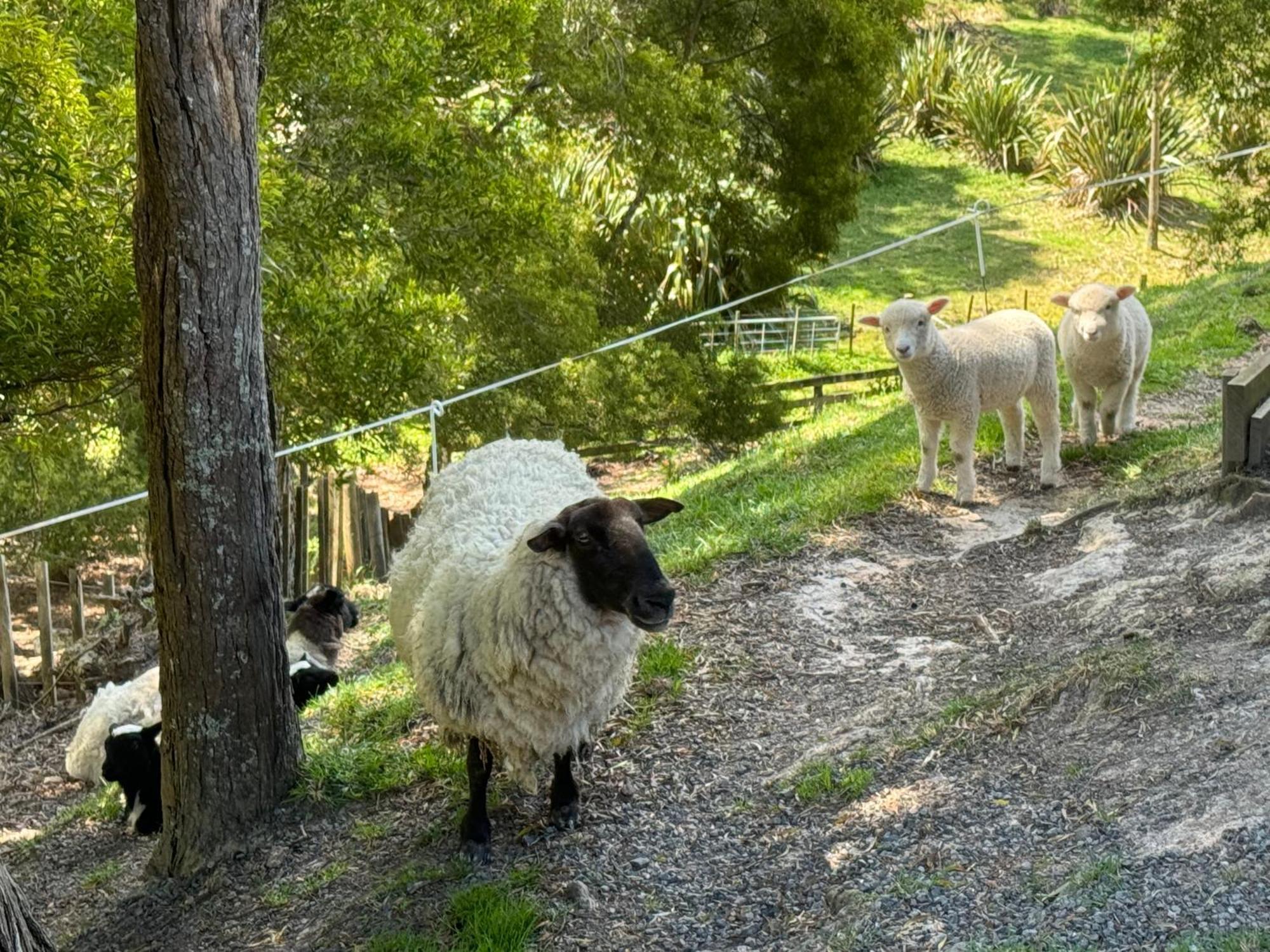 Private Cabin Close To The City Centre Whangarei Εξωτερικό φωτογραφία