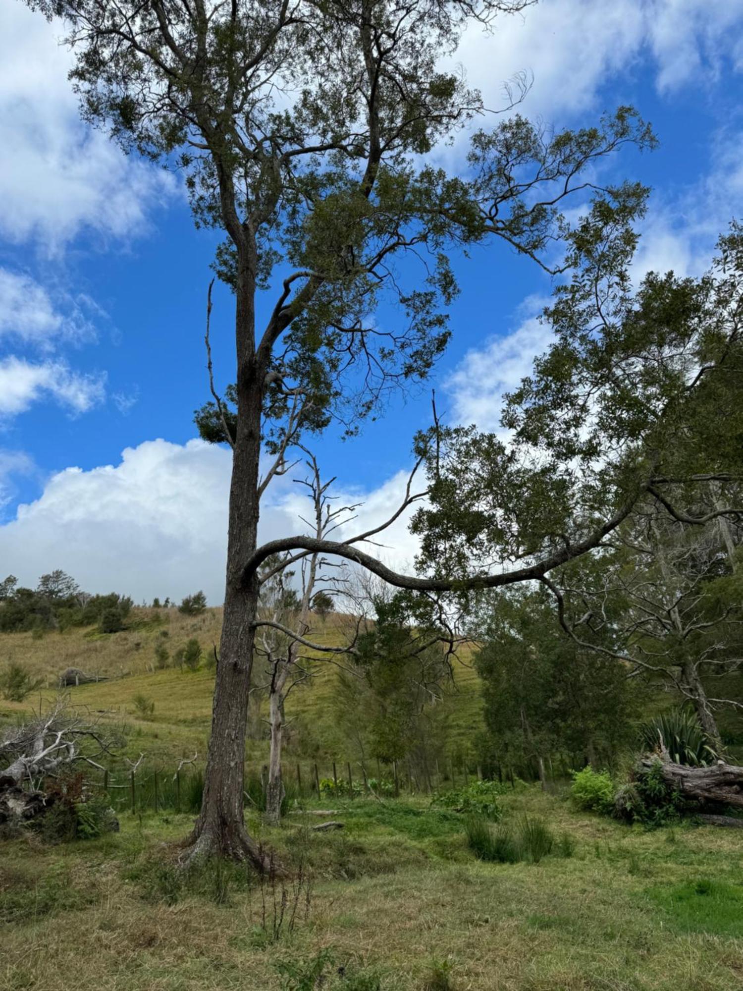 Private Cabin Close To The City Centre Whangarei Εξωτερικό φωτογραφία